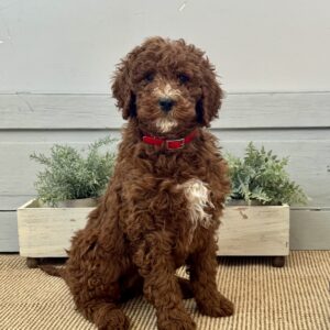Fran Goldendoodle