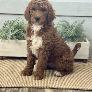 Vivian Goldendoodle