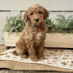 Gracie Goldendoodle