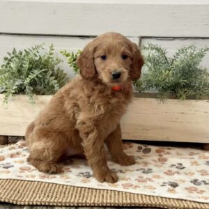 Greta Goldendoodle
