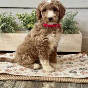 Goldie Goldendoodle