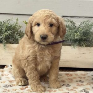 Gunner Goldendoodle