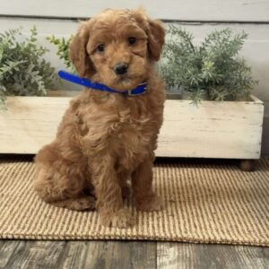 Gomez Goldendoodle