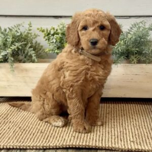 Gina Goldendoodle