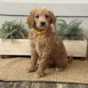 Gabby Goldendoodle