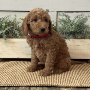 Gigi Goldendoodle