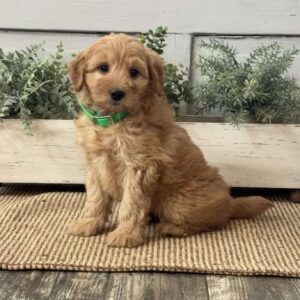 Josie Mini Goldendoodle