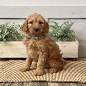 Johnny Mini Goldendoodle
