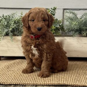Jasper Mini Goldendoodle