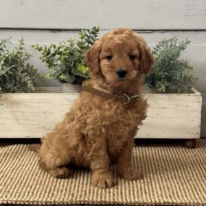 Jenna Mini Goldendoodle