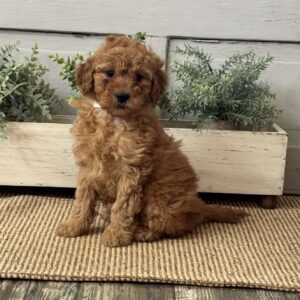 Jill Mini Goldendoodle