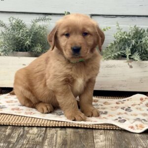 Astro Golden Retriever