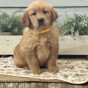 Annie Golden Retriever