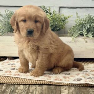Austin Golden Retriever