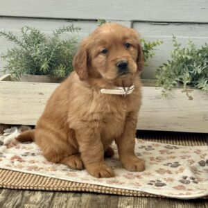 Angel Golden Retriever