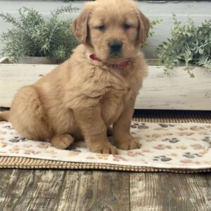 Andy Golden Retriever