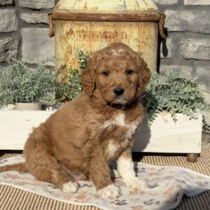 Linus Goldendoodle