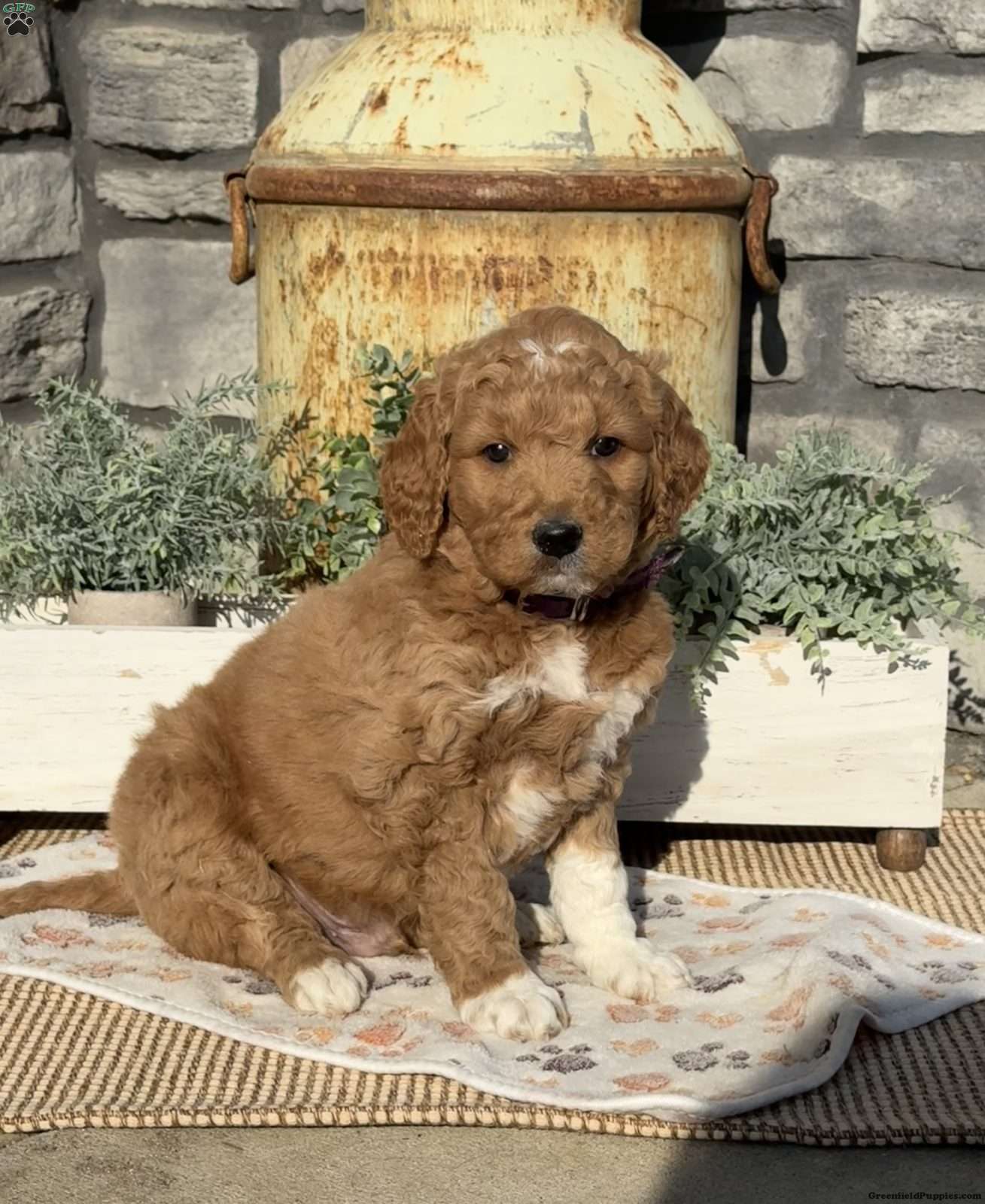 IMG_3355.jpeg1772217255-1309x1600