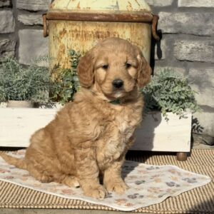 Luke Goldendoodle