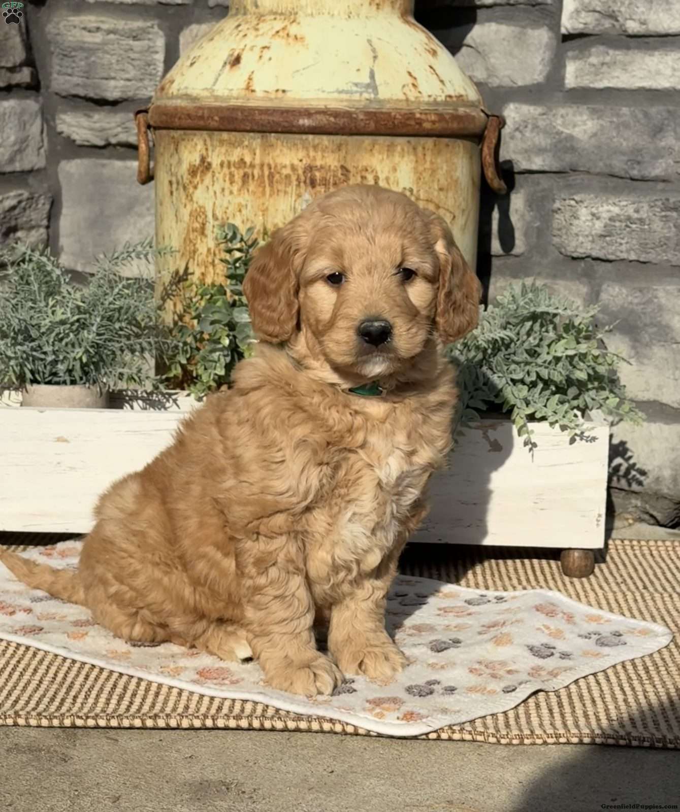 IMG_3363.jpeg1772217272-1339x1600