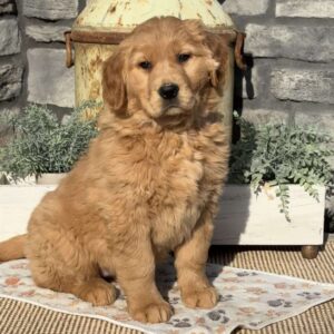 Ivy Golden Retriever