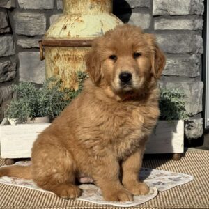 Iggy Golden Retriever