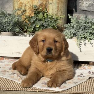 Axel Golden Retriever