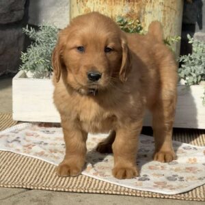 Alfonso Golden Retriever