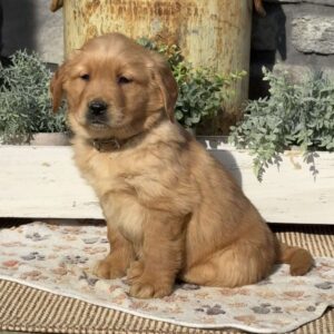 Alvin Golden Retriever