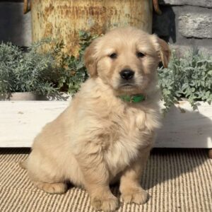 Porkchop Golden Retriever