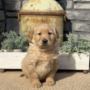Pretzel Golden Retriever
