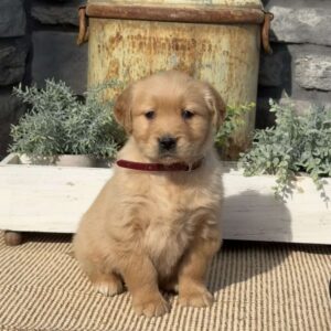 Polly Golden Retriever