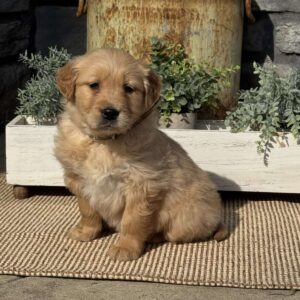 Penny Golden Retriever