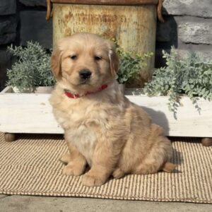 Peanut Golden Retriever