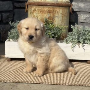 Pepperoni Golden Retriever