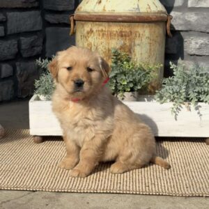 Pinky Golden Retriever