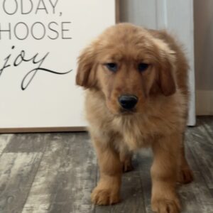 Charlotte Golden Retriever