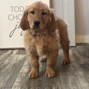 Chloe Golden Retriever