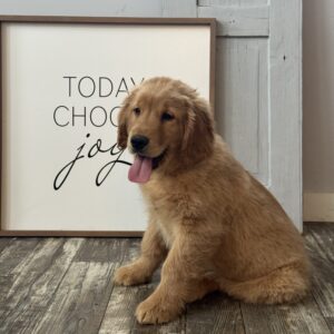 Harley Golden Retriever