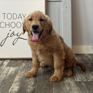 Shadow Golden Retriever