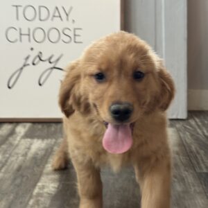 Sassy Golden Retriever