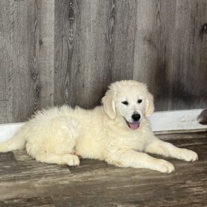 Dash Golden Retriever