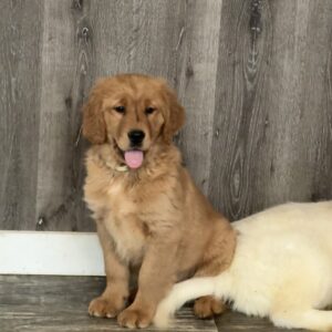 Baby Golden Retriever