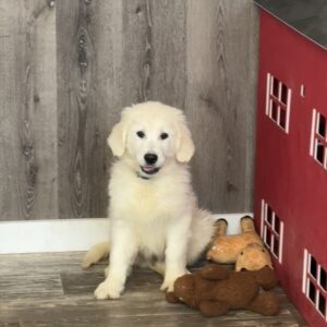 Digger Golden Retriever