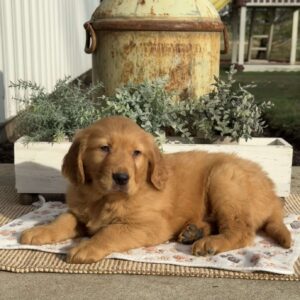 Ernie Golden Retriever