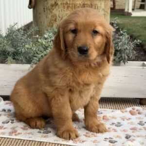 Ellie Golden Retriever