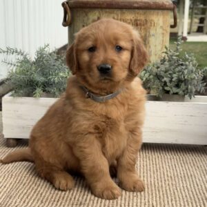 Fonzi Golden Retriever