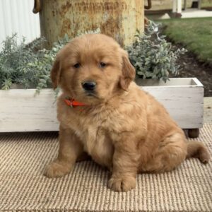 Fin Golden Retriever