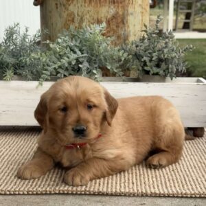 Flash Golden Retriever