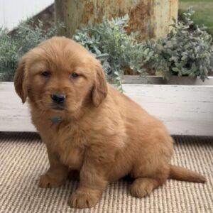 Faith Golden Retriever